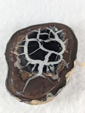 Dragon Stone Septarian slice fossil 41 x 55mm 35.5 grams Thunder egg NWOT